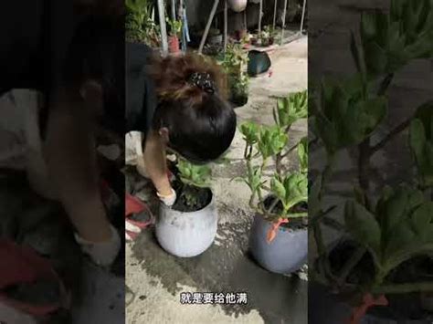 白水木換盆